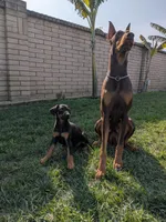 Nola , a female Doberman Pinscher for sale in Tulare, CA – Photo 1 of 2