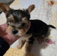 Orlando , a male Yorkshire Terrier for sale in Madison, WI – Photo 2 of 3