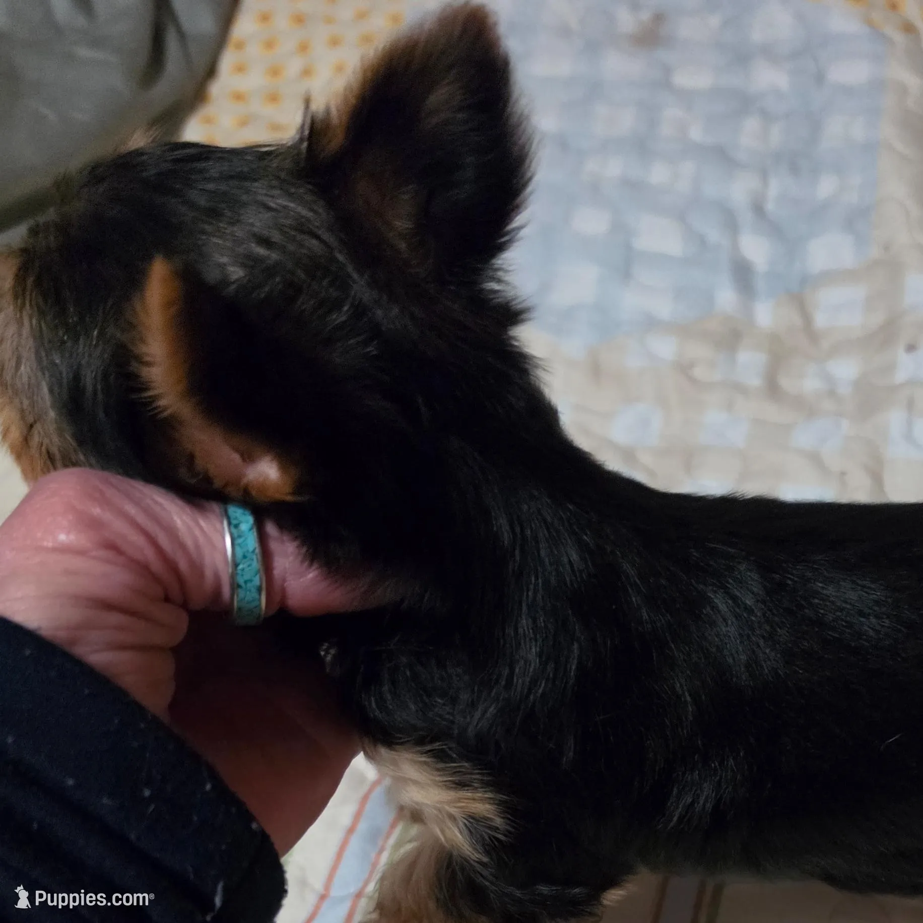 Orlando , a male Yorkshire Terrier for sale in Madison, WI – Photo 3 of 3