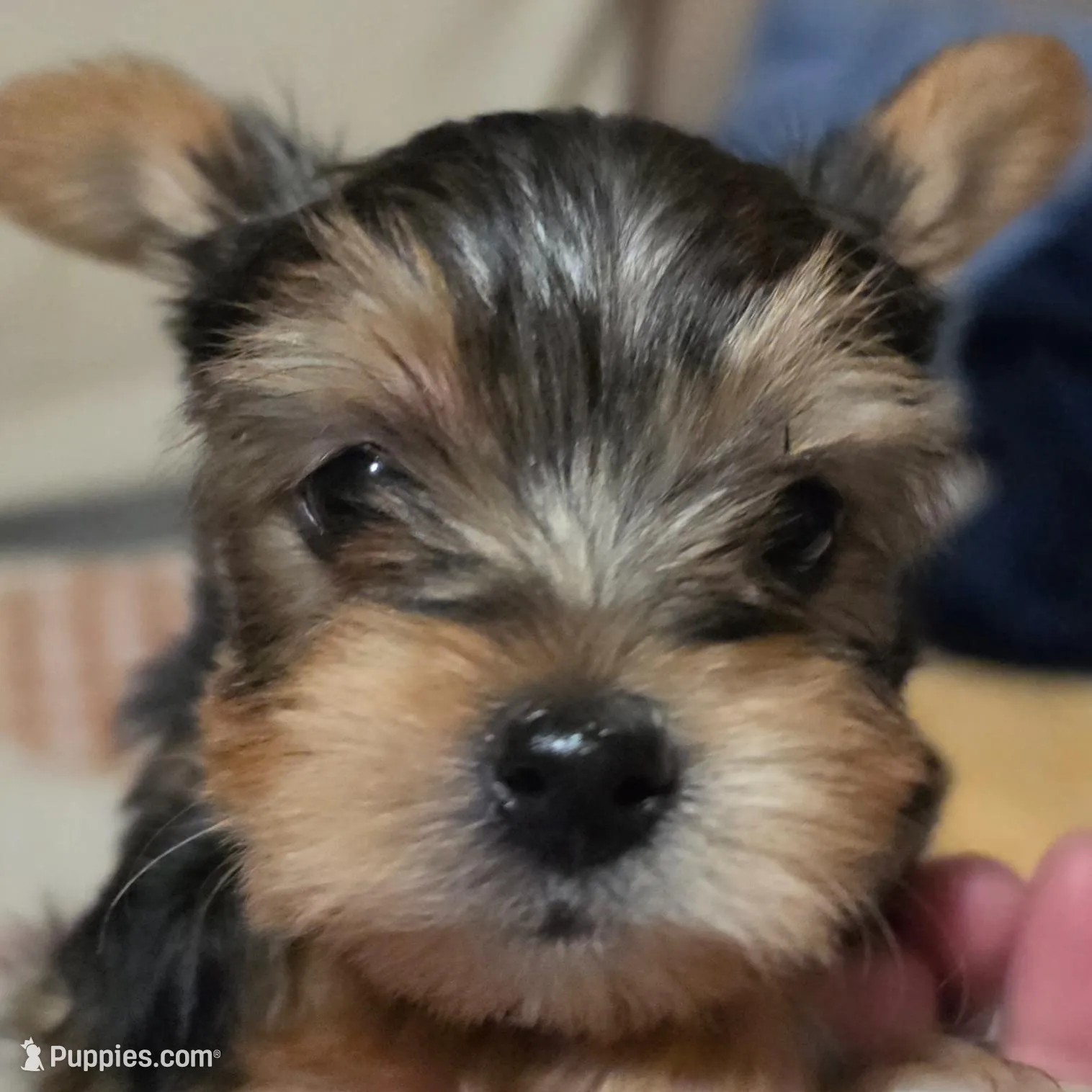Orlando  – Yorkshire Terrier puppy for sale in Madison, WI