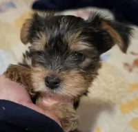 Oakleigh , a male Yorkshire Terrier for sale in Madison, WI – Photo 1 of 2