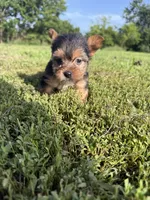 Male 3 , a male Yorkipoo for sale in Glasgow, KY – 3 of 3
