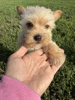 Male 1 , a male Yorkipoo for sale in Glasgow, KY – 3 of 3