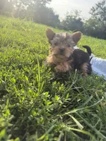 Male 2 , a male Yorkipoo for sale in Glasgow, KY – 2 of 4