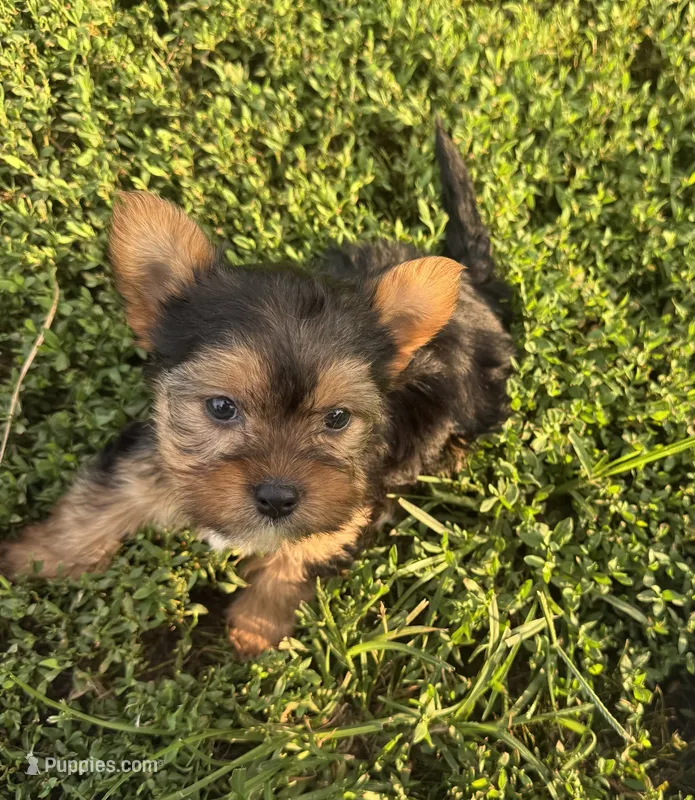 Male 3  – Yorkipoo puppy for sale in Glasgow, KY