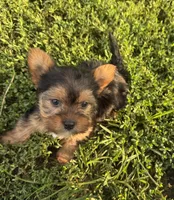 Male 3 , a male Yorkipoo for sale in Glasgow, KY – 1 of 3