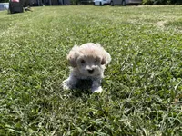 Male , a male Poodle - Toy  for sale in Glasgow, KY – 1 of 4
