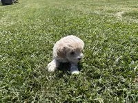 Male , a male Poodle - Toy  for sale in Glasgow, KY – 2 of 4