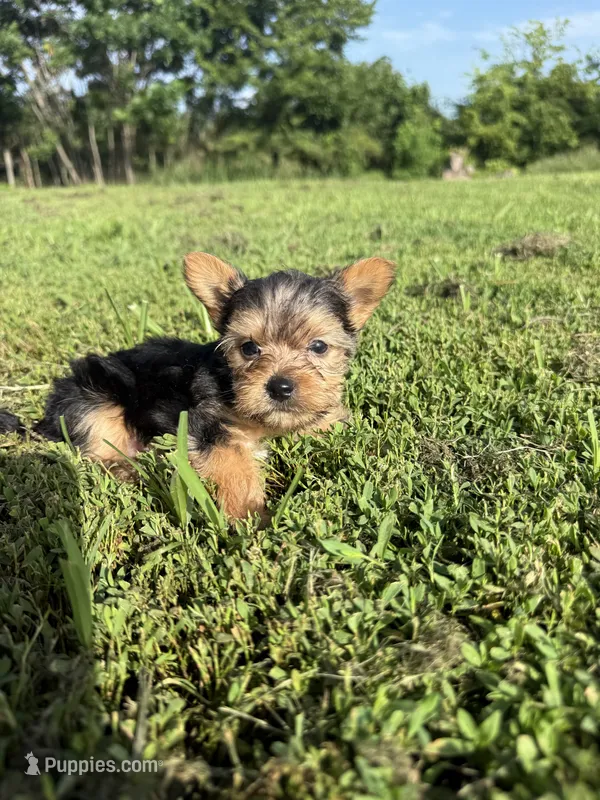 Male 2  – Yorkipoo puppy for sale in Glasgow, KY