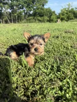 Male 2 , a male Yorkipoo for sale in Glasgow, KY – 1 of 4