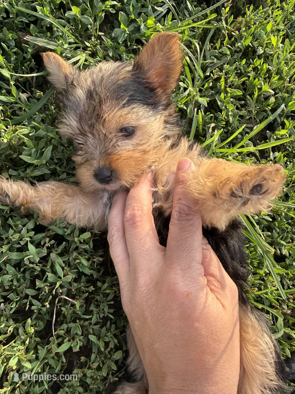 Male 2  – Yorkipoo puppy for sale in Glasgow, KY