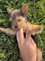 Male 2 , a male Yorkipoo for sale in Glasgow, KY – 3 of 4