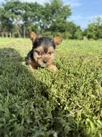 Male 3 , a male Yorkipoo for sale in Glasgow, KY – 2 of 3
