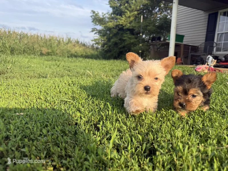 Male 1  – Yorkipoo puppy for sale in Glasgow, KY