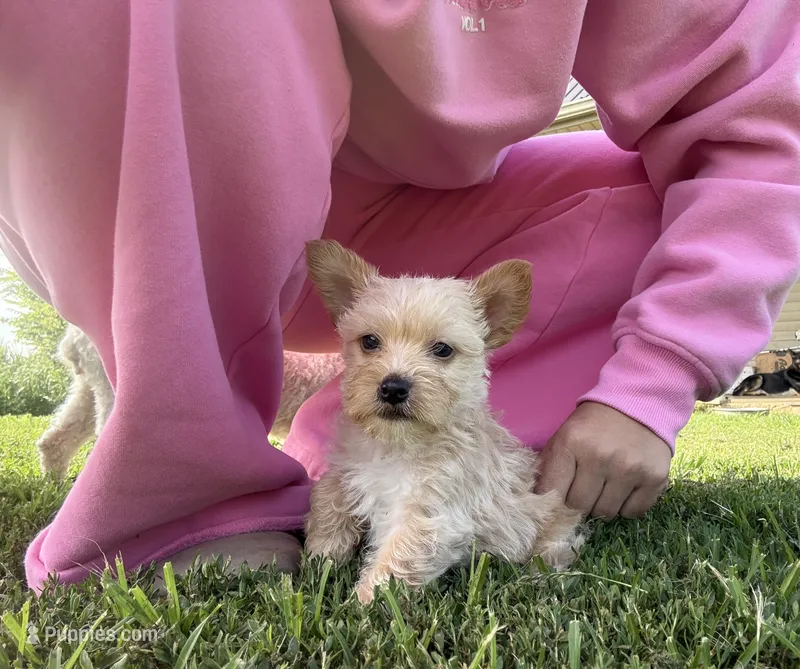 Male 1  – Yorkipoo puppy for sale in Glasgow, KY