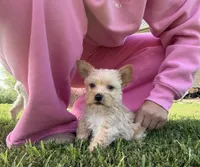 Male 1 , a male Yorkipoo for sale in Glasgow, KY – 2 of 3