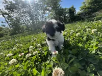 Memorial weekend special , a female Poodle - Toy  for sale in Glasgow, KY – 7 of 7