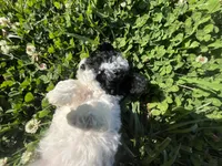 Memorial weekend special , a female Poodle - Toy  for sale in Glasgow, KY – 5 of 7