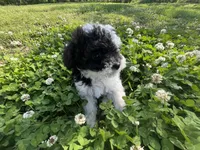 Memorial weekend special , a female Poodle - Toy  for sale in Glasgow, KY – 6 of 7