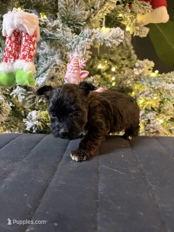 Male – Yorkipoo puppy for sale in Glasgow, KY