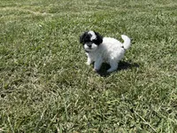 Female , a female Poodle - Toy  for sale in Glasgow, KY – 4 of 4