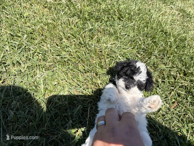 Female , a female Poodle - Toy  for sale in Glasgow, KY – 1 of 4