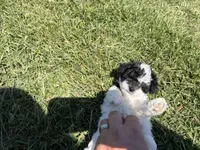 Female , a female Poodle - Toy  for sale in Glasgow, KY – 1 of 4