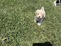 Male , a male Poodle - Toy  for sale in Glasgow, KY – 4 of 4