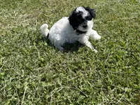 Female , a female Poodle - Toy  for sale in Glasgow, KY – 2 of 4