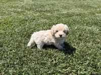 Male , a male Poodle - Toy  for sale in Glasgow, KY – 3 of 4