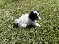 Female , a female Poodle - Toy  for sale in Glasgow, KY – 3 of 4