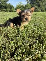 Male 2 , a male Yorkipoo for sale in Glasgow, KY – 4 of 4