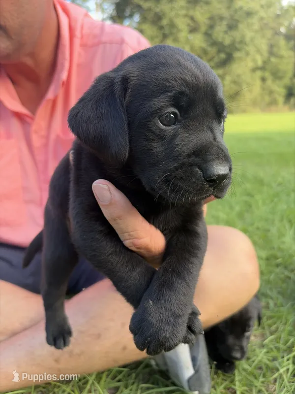 Midnight – Labrador Retriever puppy for sale in Mayo, FL