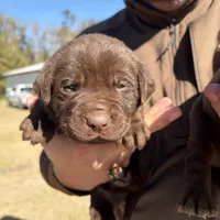Coco, a male Labrador Retriever for sale in Mayo, FL – Photo 1 of 4