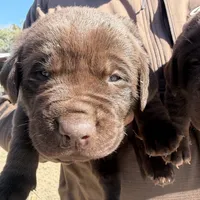 Coco, a male Labrador Retriever for sale in Mayo, FL – Photo 2 of 4
