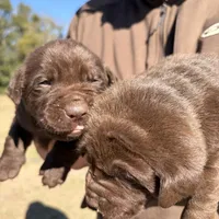 Coco, a male Labrador Retriever for sale in Mayo, FL – Photo 3 of 4