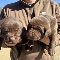 Coco, a male Labrador Retriever for sale in Mayo, FL – Photo 4 of 4