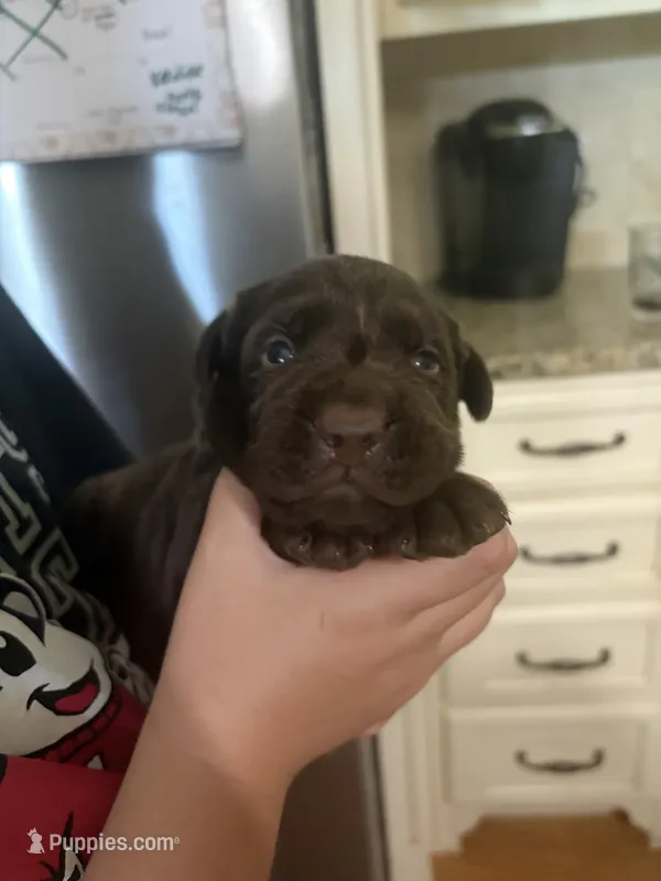 Lady – Labrador Retriever puppy for sale in Mayo, FL