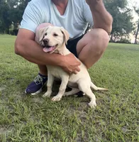Snow White- price drop!, a female Labrador Retriever for sale in Mayo, FL – 2 of 5