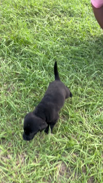 Midnight, a male Labrador Retriever for sale in Mayo, FL – 3 of 3