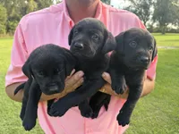 Midnight, a male Labrador Retriever for sale in Mayo, FL – 2 of 3