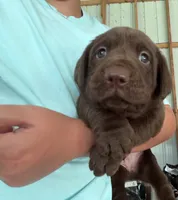Lady, a female Labrador Retriever for sale in Mayo, FL – 2 of 2