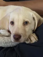 Snow White, a female Labrador Retriever for sale in Mayo, FL – 2 of 3