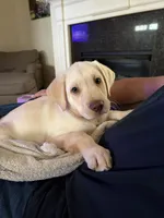 Snow White, a female Labrador Retriever for sale in Mayo, FL – 3 of 3