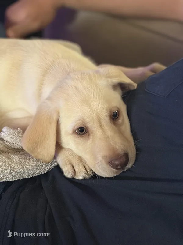 Snow White – Labrador Retriever puppy for sale in Mayo, FL