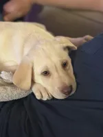 Snow White, a female Labrador Retriever for sale in Mayo, FL – 1 of 3
