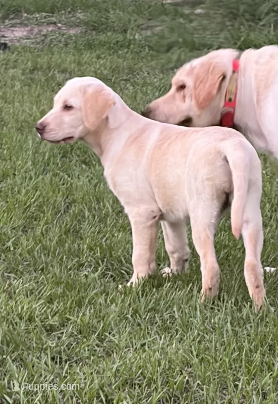 Snow White- price drop! – Labrador Retriever puppy for sale in Mayo, FL