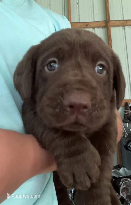 Lady – Labrador Retriever puppy for sale in Mayo, FL