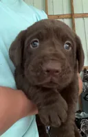 Lady, a female Labrador Retriever for sale in Mayo, FL – 1 of 2