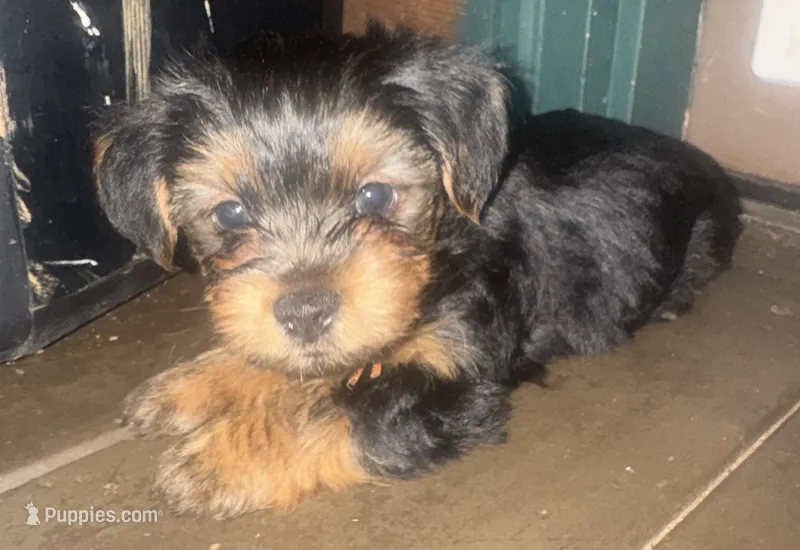 Orange  – Yorkshire Terrier puppy for sale in Westminster, SC